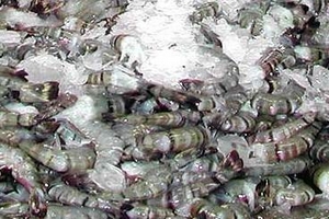 Xuất khẩu tôm sang Nhật giảm vì chất cấm mới