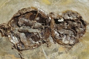 Phát hiện hóa thạch rùa đang giao phối