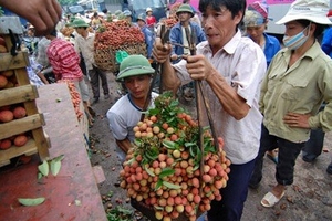 Dự kiến xuất khẩu thử nghiệm 20 tấn vải thiều