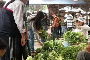 Được mùa: Rau xanh giảm tới 50%