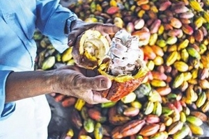 Cacao Việt Nam: Nhọc nhằn 'hớt bọt'