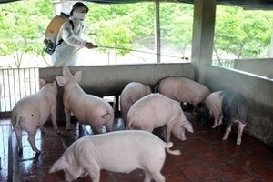Ngành chăn nuôi "gặp khó" khi tiếp cận vốn tín dụng