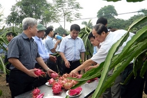 Phát triển thanh long ruột đỏ ở phía Bắc: Không thể nóng vội!