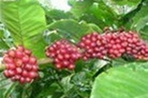 Sản lượng cà phê sẽ giảm 15%