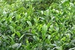 Chè Yên Bái giảm 40% sản lượng