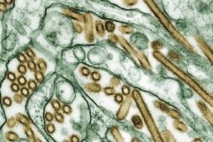 H5N1 có thể lây qua không khí