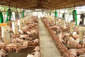 Người chăn nuôi “hấp hối”