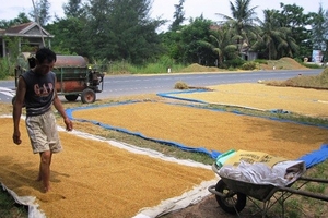 Nông dân lao đao vì lúa rớt giá