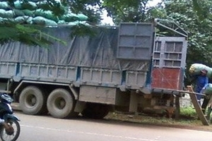 Thương lái Trung Quốc lại tận thu dây gai