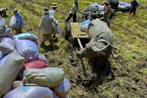 Giá nông sản đồng loạt giảm mạnh