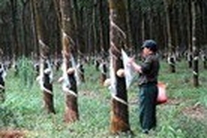 Diện tích cao su tăng, xuất khẩu giảm