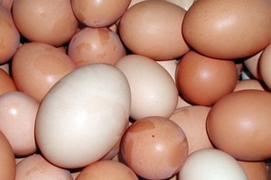 Rà soát việc thu phí kiểm dịch trứng gia cầm