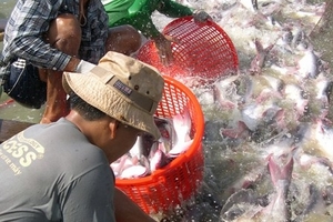 Đề xuất cứu trợ ngành cá tra: Doanh nghiệp lợi, nông dân thiệt