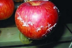 Nhờ sáp nến, táo TQ để nửa năm không thối