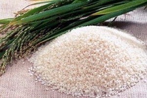 Phê duyệt mua tạm trữ nửa triệu tấn gạo vụ Hè Thu