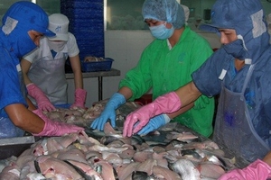 Kiến nghị giảm đầu mối xuất cá tra