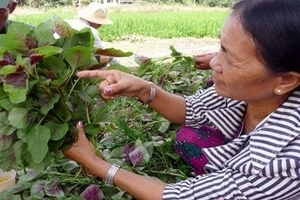 Thích rau xấu, quả sâu: Mốt tiêu dùng thời nhiễm độc