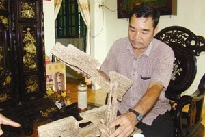 Vỡ mộng trồng dó bầu thu tiền tỷ