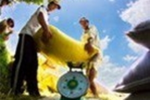 “Tạm trữ” vào túi ai?