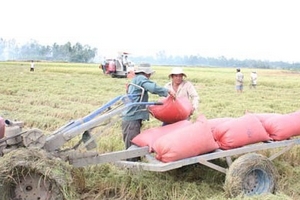 Doanh nghiệp xuất khẩu gạo phải liên kết với nông dân