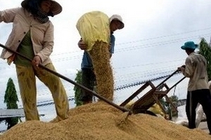 Giá giảm nhưng lượng lúa trong dân không tồn đọng