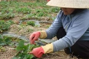 Dâu tây Đà Lạt bất ngờ tăng giá