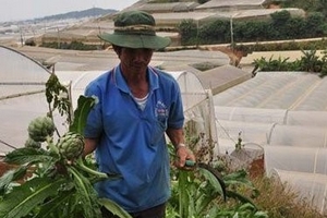 Atisô Đà Lạt trước nguy cơ xóa sổ