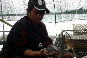 Nuôi cá tầm tại hồ thủy điện Vĩnh Sơn