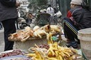 Gà thải Trung Quốc tràn vào Việt Nam