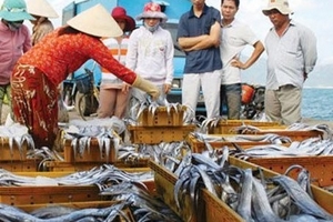 Thương lái Trung Quốc lén lút mua cá tại Nha Trang