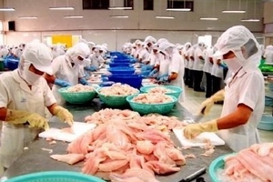 Một cổ ba tròng, cá tra bế tắc