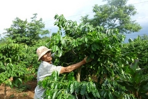 Ôm nợ vì dự án cà phê... siêu lá