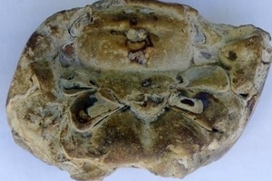 Phát hiện hóa thạch cua núi nguyên vẹn ở Hà Tĩnh