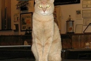 Chú mèo 15 năm làm thị trưởng