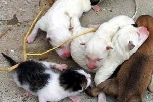 Chuyện lạ: Chó sinh ra mèo