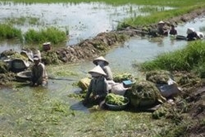 Về Long An, ghé ngang “mỏ hẹ”