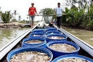 Tỉnh Cà Mau: Siết chặt quản lý chất lượng tôm giống