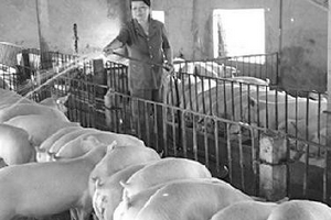 Liên minh sản xuất để cứu ngành chăn nuôi