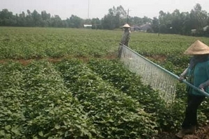 Khoai lang tăng giá, nông dân lại bỏ lúa