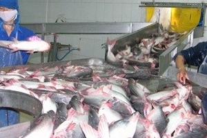 Giá cá tra tăng, người nuôi vẫn lỗ nặng