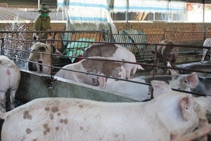 Nông sản oằn lưng cõng phí - Kỳ 3: Heo, gà đang bị phí đè