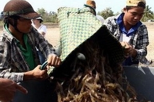 Nhiều chủ trại tôm giống ở Cà Mau thua lỗ nặng