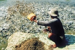 9000 tỷ cứu cá tra: Nông dân, DN bao giờ thấy tiền