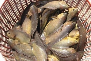 Cá rô nhiễm chất kháng sinh cấm sử dụng