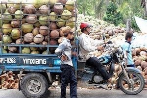 Thương lái Trung Quốc tận thu dừa non