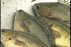 Scandal thực phẩm nhiễm độc: Náo loạn rồi 'chìm xuồng'