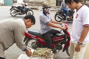 Tôm hùm 100.000 đồng/kg la liệt vỉa hè TP. HCM