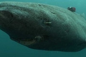 Loài cá mập kỳ dị nhất thế giới