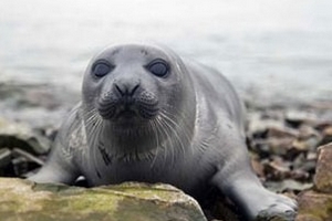 Cúm ở hải cẩu có thể lây sang người