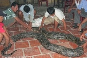 Sóc Trăng: Bắt được trăn gấm "khủng" dài 6 mét